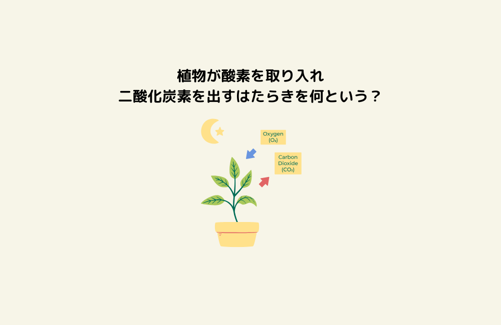 京の算数学問題の画像