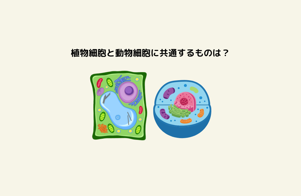 京の算数学問題の画像