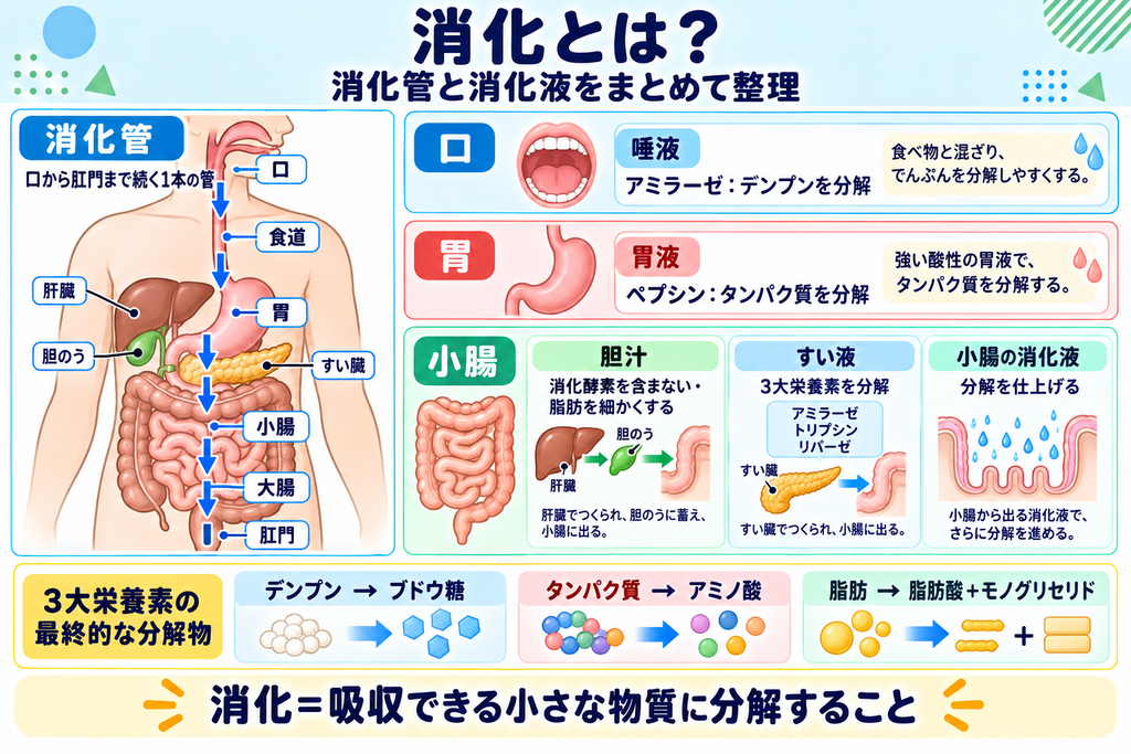 消化管・消化液・消化酵素のまとめ
