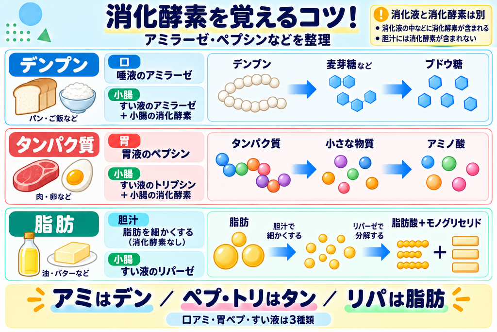 消化酵素の覚え方まとめ