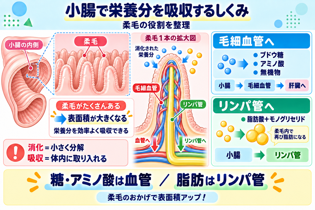 小腸と柔毛のしくみ