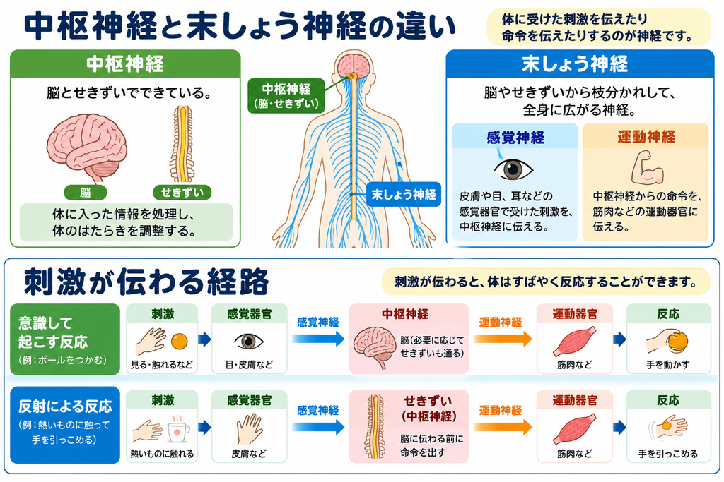 中枢神経と末梢神経