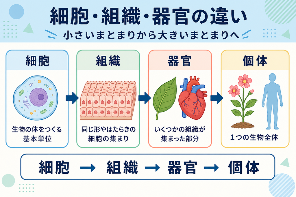 細胞・組織・器官・個体の違いの画像