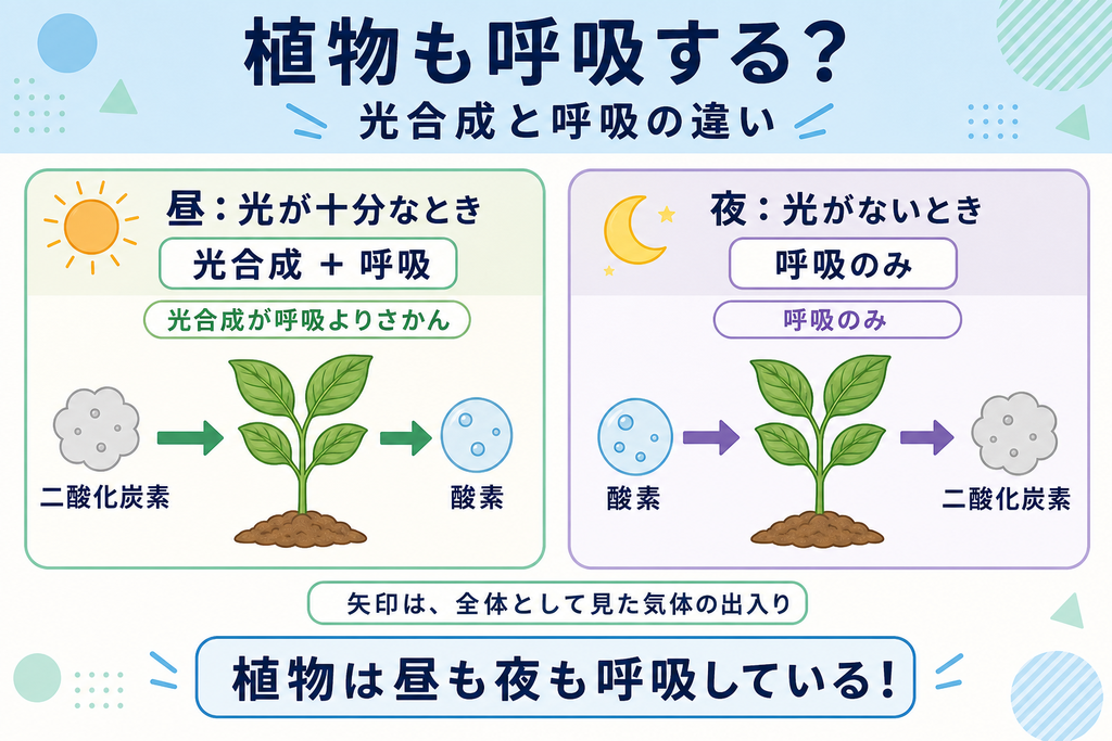 植物は昼も夜も呼吸する。十分な光の下で光合成が呼吸を上回ると、全体として二酸化炭素を取り入れ酸素を出す。光のない夜は酸素を取り入れ二酸化炭素を出す。